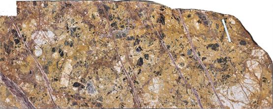 Breche Meduse 2cm
